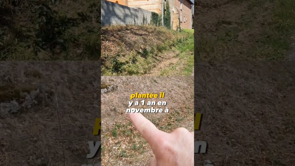 Rénovation réussie : comment éviter les erreurs courantes dans vos projets de jardin et de maison